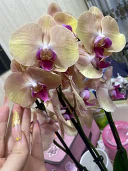 Orchidsale