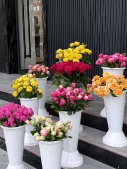 Elanore Flowers