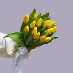 Crocus Flowers