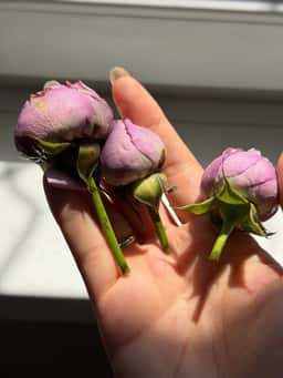 Floreal