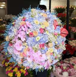 Blossom Flowers