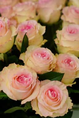 Elanore Flowers