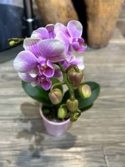 Orchidsale