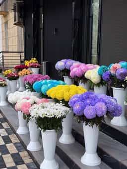 Elanore Flowers