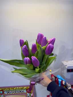 Crocus Flowers