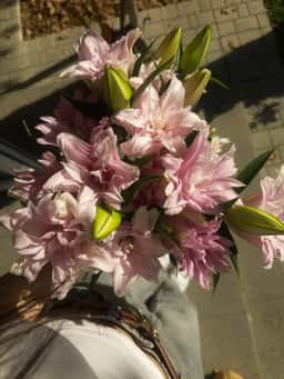Vesna Flowers