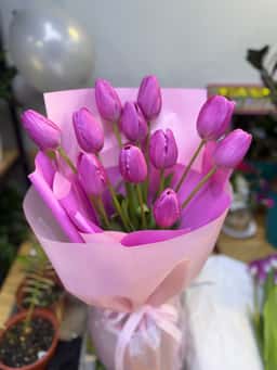 Crocus Flowers