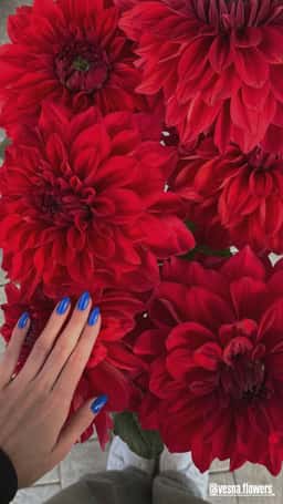 Vesna Flowers