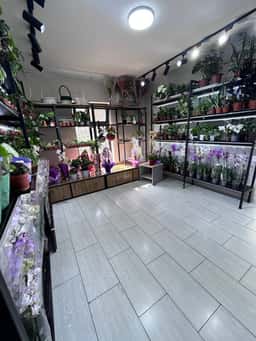 Orchidsale