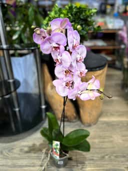 Orchidsale