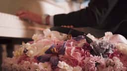 Shafran Flowers