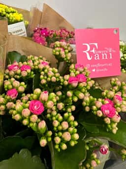 Raniflowers