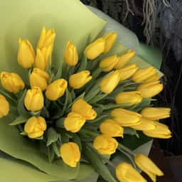Crocus Flowers
